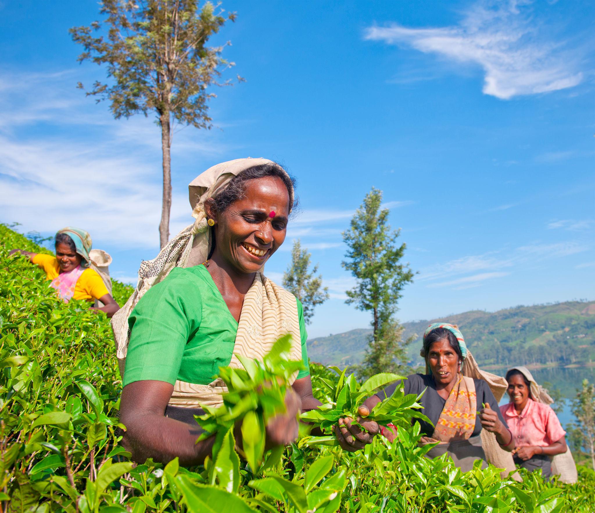 Planters Call for Coordinated Action to Stabilise Sri Lanka’s Tea Industry